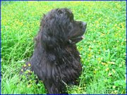 Превью фото № 217086