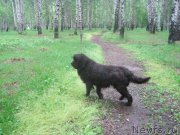 Превью фото № 217089