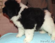 Превью фото № 217100