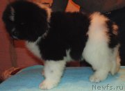 Превью фото № 217102