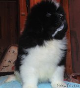 Превью фото № 217104