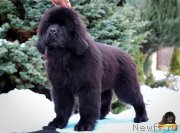 Превью фото № 217117