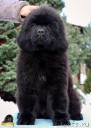 Превью фото № 217120