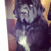 Превью фото № 217137