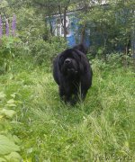 Превью фото № 217204