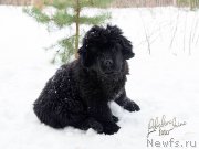 Превью фото № 217210