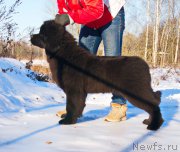 Превью фото № 217249