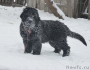 Превью фото № 217256