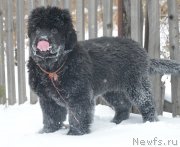 Превью фото № 217258