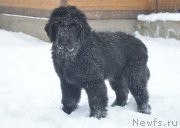 Превью фото № 217260