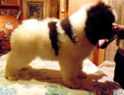 Превью фото № 217263