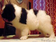 Превью фото № 217264