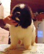 Превью фото № 217267