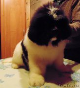 Превью фото № 217268