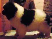 Превью фото № 217270