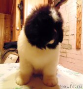 Превью фото № 217277