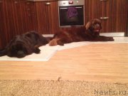 Превью фото № 217280