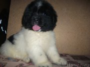 Превью фото № 217302