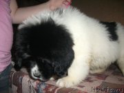 Превью фото № 217304