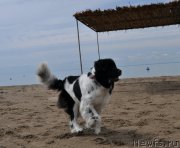 Превью фото № 217309