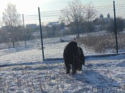 Превью фото № 217336