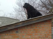 Превью фото № 217339