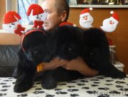 Превью фото № 217363