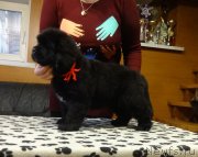 Превью фото № 217364