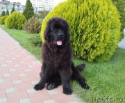 Превью фото № 217414