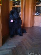 Превью фото № 217423