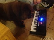 Превью фото № 217435