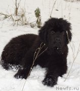 Превью фото № 217438