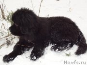 Превью фото № 217439