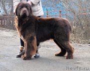 Превью фото № 217469