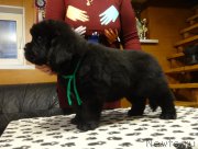 Превью фото № 217542