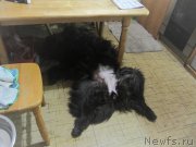 Превью фото № 217546