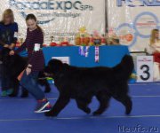 Превью фото № 217551