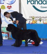 Превью фото № 217556