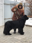 Превью фото № 217613