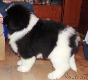 Превью фото № 217618