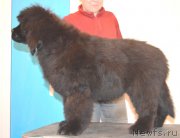 Превью фото № 217623