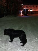 Превью фото № 217630