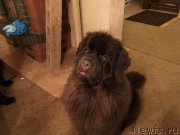 Превью фото № 217631