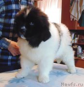 Превью фото № 217663