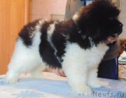 Превью фото № 217674