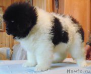 Превью фото № 217675