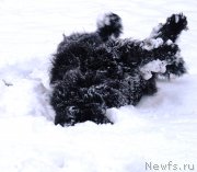 Превью фото № 217716