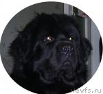 Превью фото № 21777