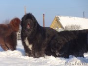 Превью фото № 217804