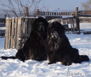 Превью фото № 217806